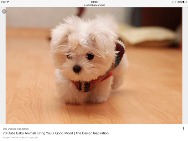 Inspirational women, kittens and puppies thread