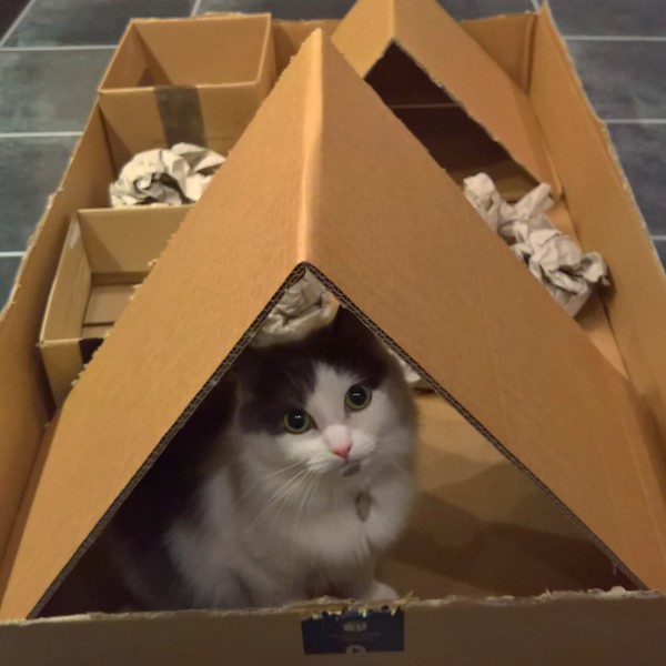 New cat tree.