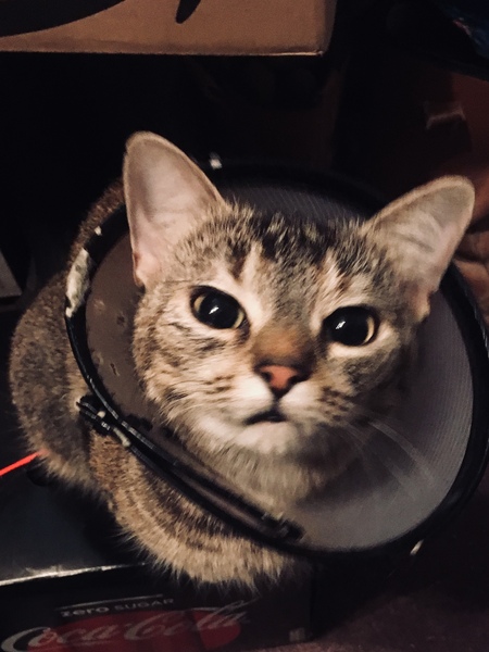 ‘Cone of Shame’ face