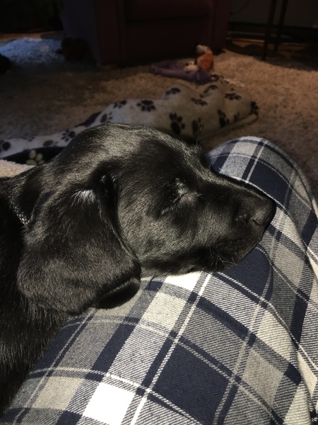 Puppy Survival Thread Part 5!