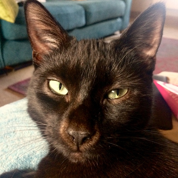 what breed is my cat?
