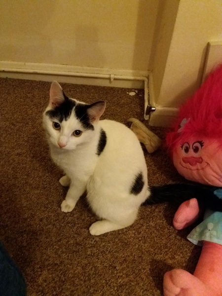 AIBU to think my cat is the cutest?