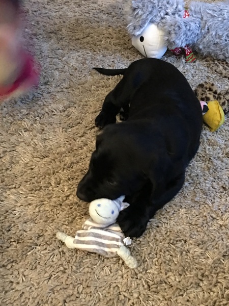 Puppy Survival Thread Part 5!