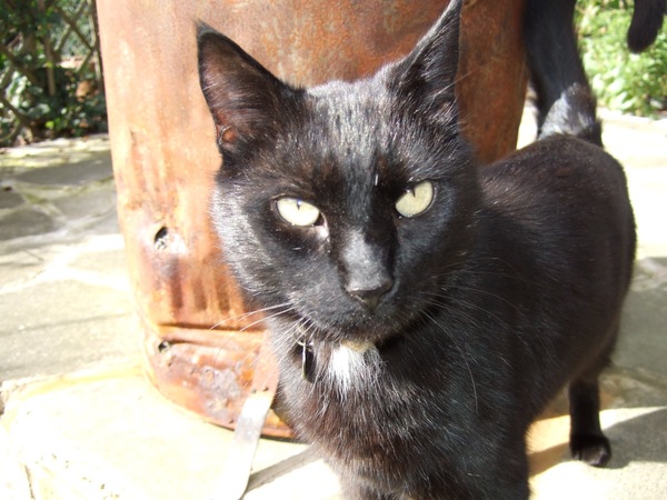 AIBU to think my cat is the cutest?