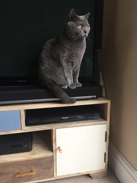 AIBU to think my cat is the cutest?