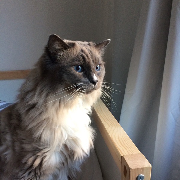 AIBU to think my cat is the cutest?
