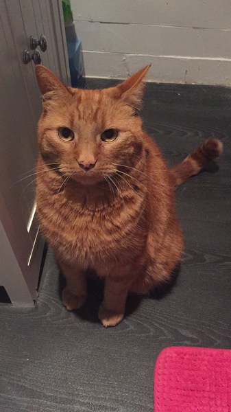 Let me see your fuzzy overlords?