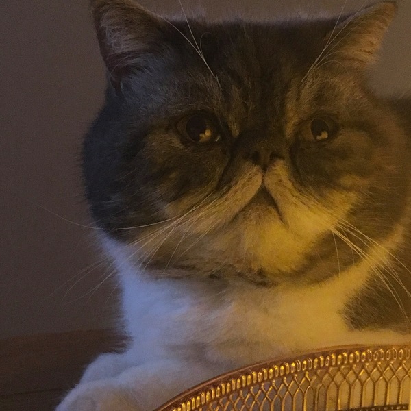 AIBU to think my cat is the cutest?