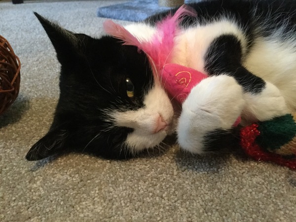 Adopting an older cat, have you?