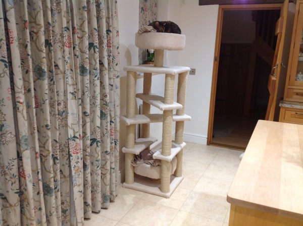 Show me your cat trees!
