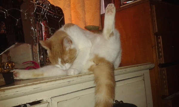AIBU to think my cat is the cutest?