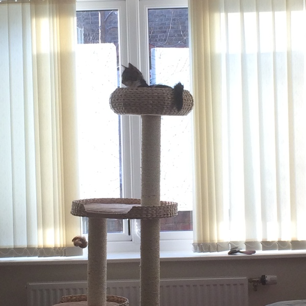 Show me your cat trees!