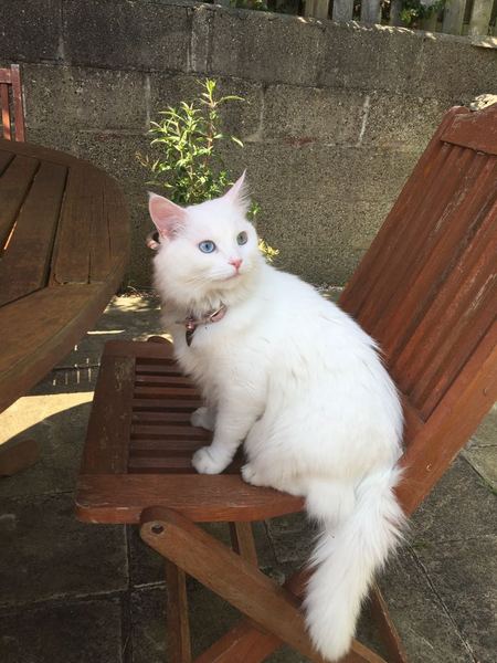 AIBU to think my cat is the cutest?