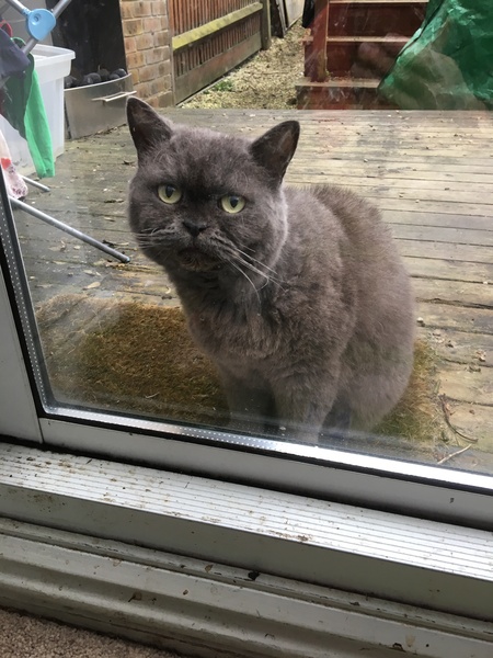AIBU to think my cat is the cutest?
