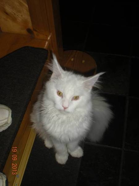AIBU to think my cat is the cutest?