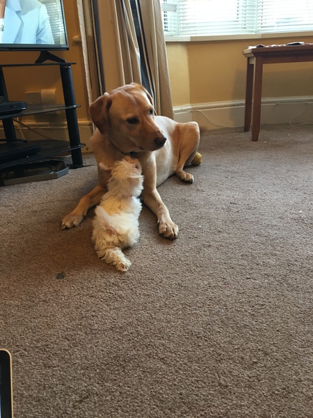 i really really love my puppy.   That is all.