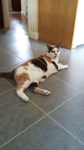 Tortie or calico?