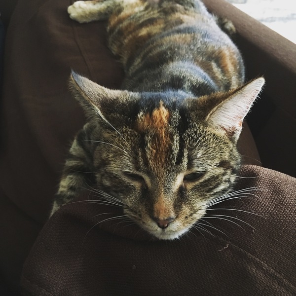 Let me see your fuzzy overlords?