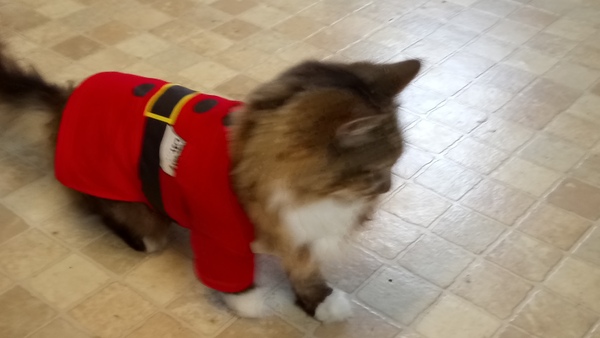 AIBU to think my cat is the cutest?