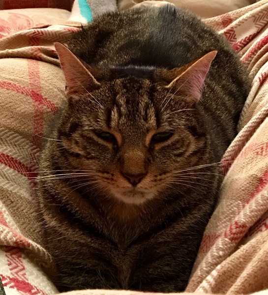 AIBU to think my cat is the cutest?