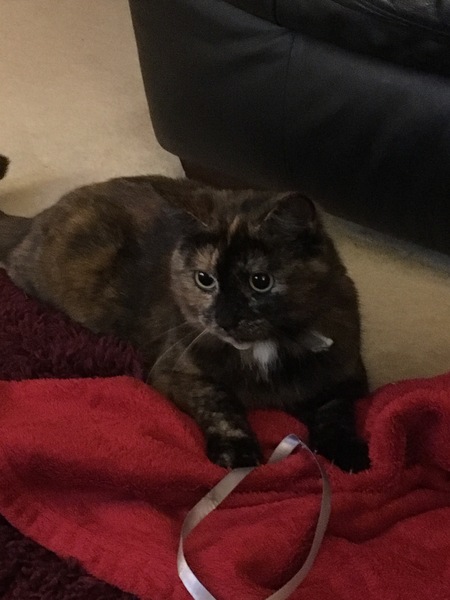 AIBU to think my cat is the cutest?