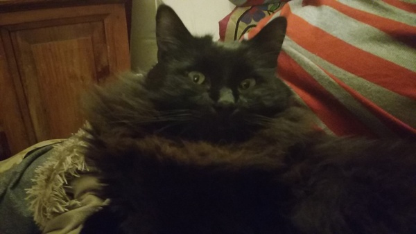 Let me see your fuzzy overlords?