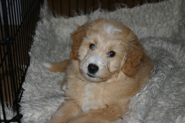 To cheer me up with photos of your pet? The first photo you have and the last?