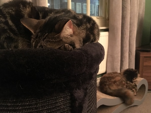 What's your DCat up to today? Episode 6, Return of the... Cats?