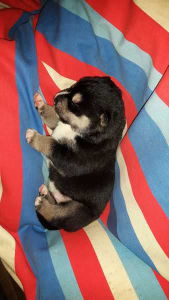 Puppy Survival Thread Part 5!