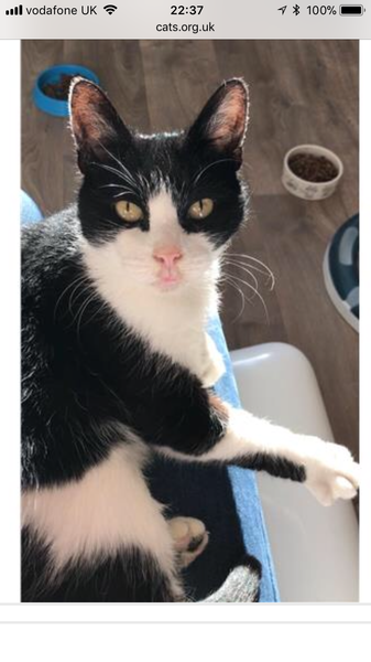 Adopting an older cat, have you?