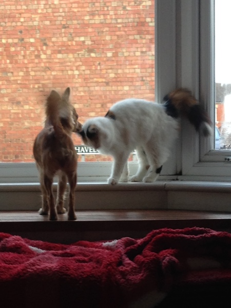Who remembers how much Toots protested at us getting a dog?