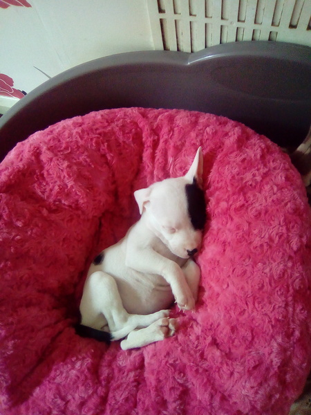 Anyone NOT crate their puppy at night?