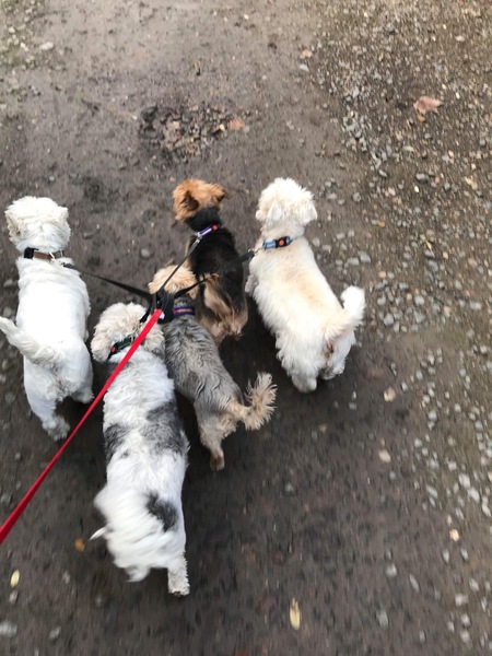 Do you think walking off lead is important