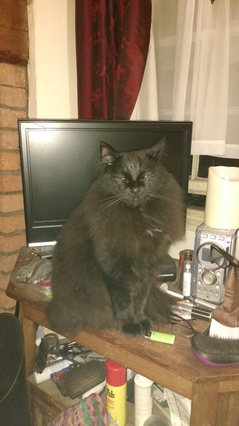 What's your DCat up to today? Episode 6, Return of the... Cats?