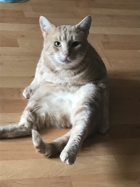 AIBU to think my cat is the cutest?