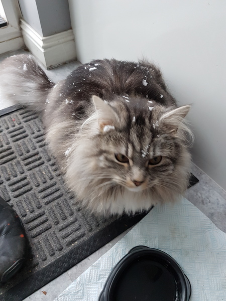 I am a terrible cat servant