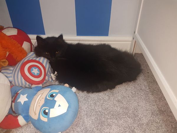 AIBU to think my cat is the cutest?