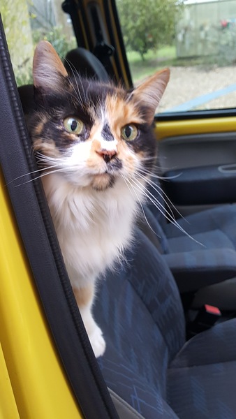 AIBU to think my cat is the cutest?