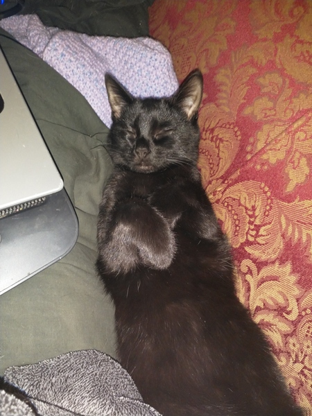AIBU to think my cat is the cutest?
