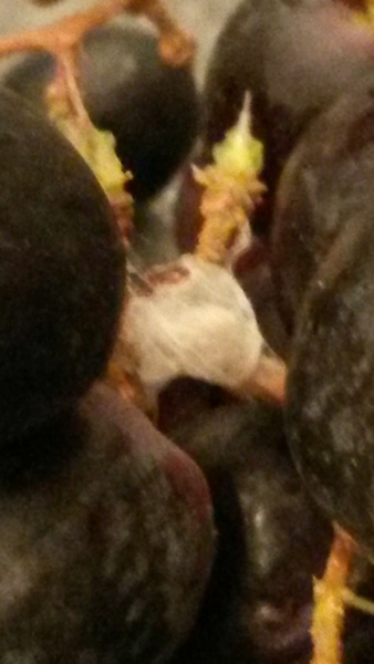 To be a bit freaked out by this banana ....