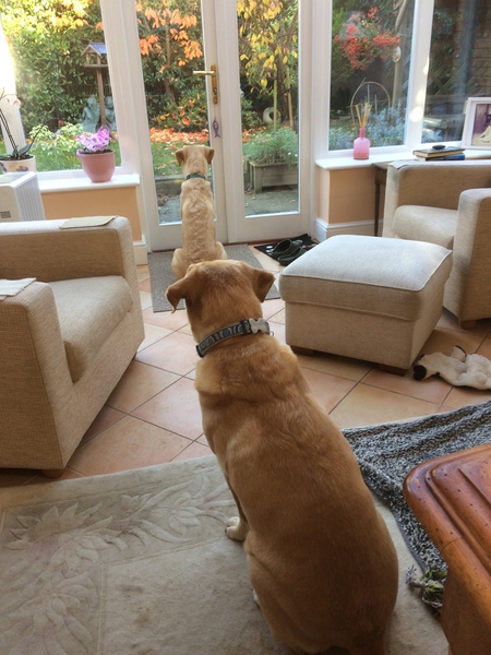What does your dog do all day?
