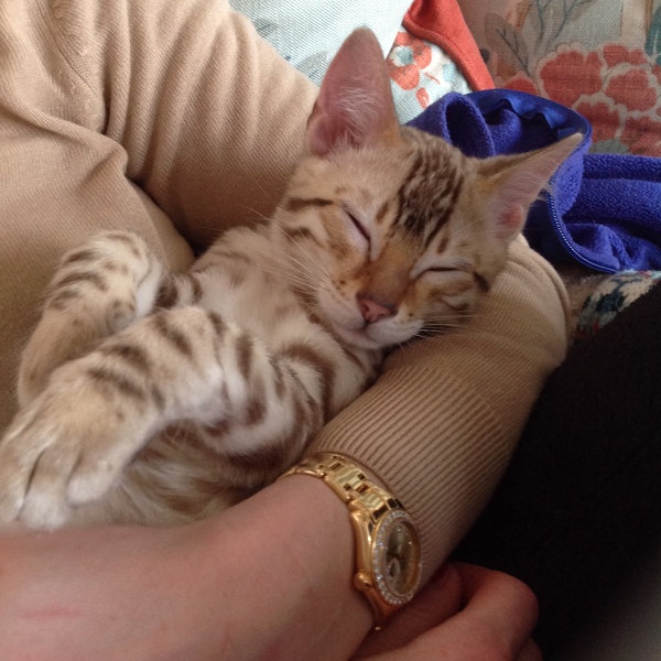 AIBU to think my cat is the cutest?
