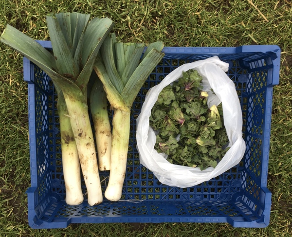 Allotment/Veg patch thread 11 'We bid  farewell to rainbow leaves but will keep plotting along'