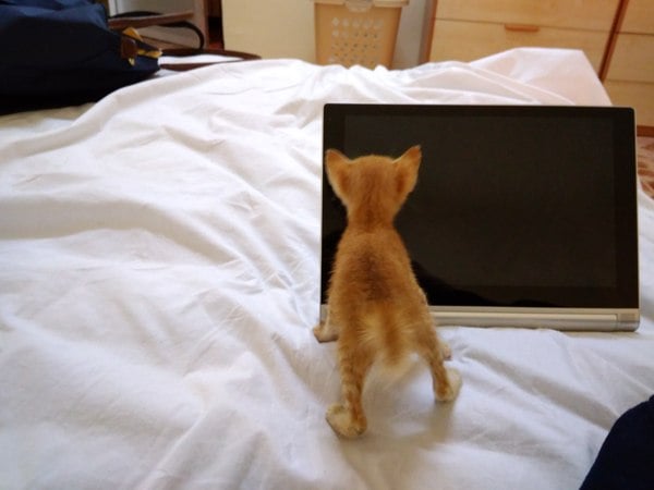 AIBU to think my cat is the cutest?