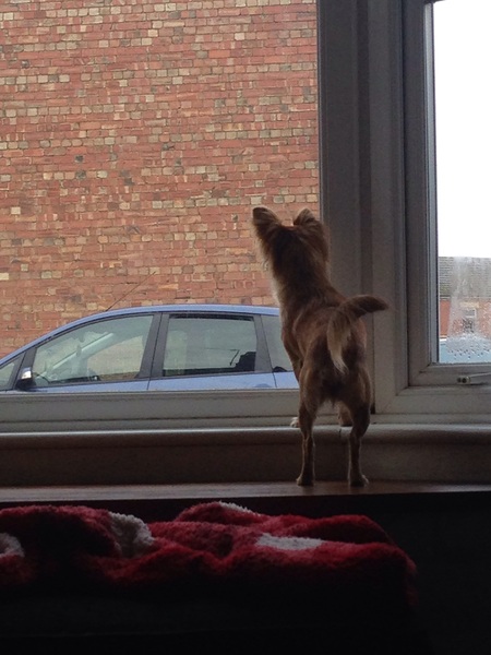 What does your dog do all day?