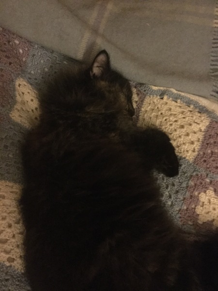 Cat sniffles