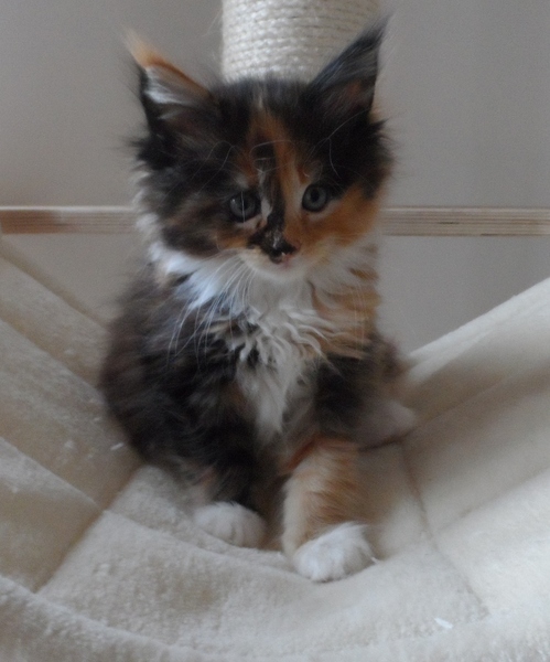AIBU to think my cat is the cutest?