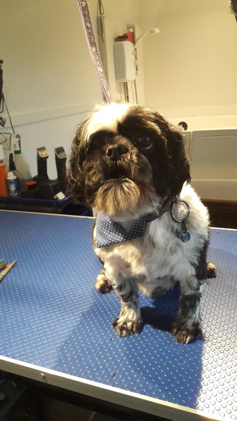 Positive stories of one eyed dogs please....