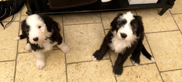 One more sleep until puppies