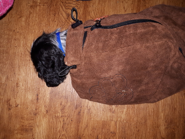 DH has died - niffler